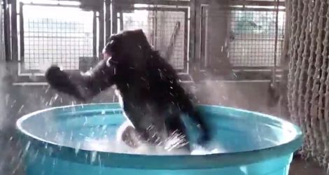 Un gorille danse dans sa baignoire sur la chanson "Maniac"