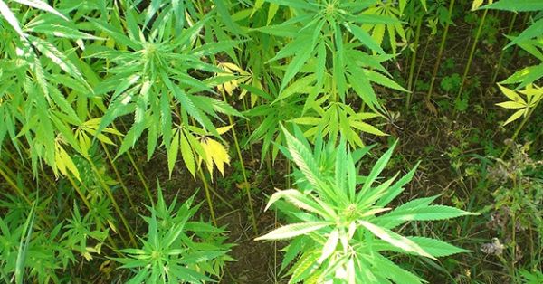 72 plantes de cannabis déracinées ce week-end