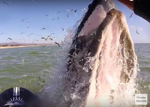 Australie : une baleine à bosse projette un bateau de 9m dans les airs