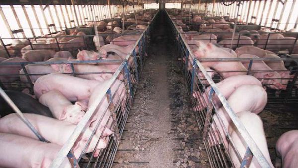 Des porcs modifiés génétiquement pour devenir donneurs d'organes