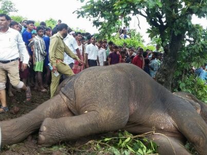 L'éléphant qui a tué 15 villageois abattu par le tireur d'élite