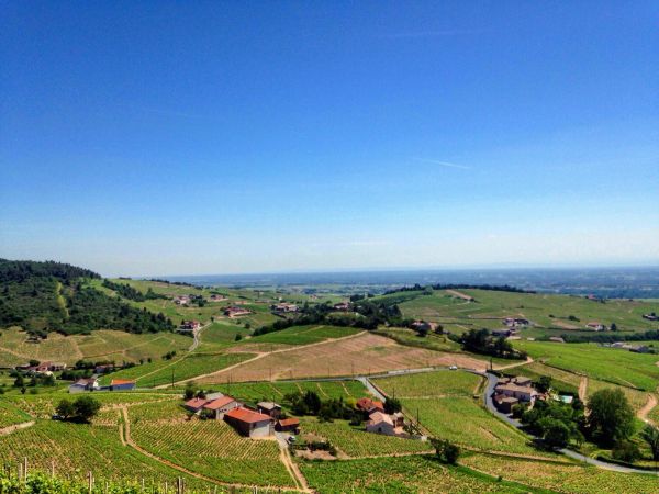 [Lyon Tasting] Le Beaujolais : entre Rhône et Bourgogne, un terroir encore trop méconnu