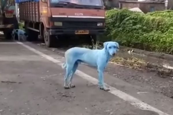 Des chiens bleus à cause de la pollution