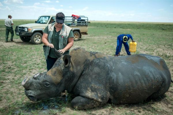 Afrique du Sud. Vente aux enchères controversée de 500 kilos de cornes de rhinocéros