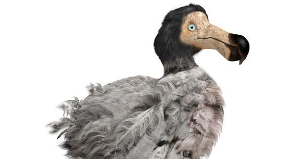 Tout un mystère autour du dodo