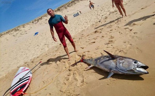 Insolite à Lacanau (33) : un surfeur ramène un thon de plus de 100 kg sur la plage