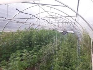 Plus de 600 pieds de cannabis découverts dans le Cantal