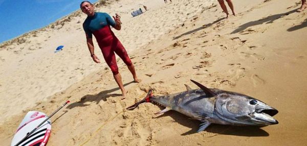 Un surfeur de Lacanau attrape un thon de plus de 100 kg !