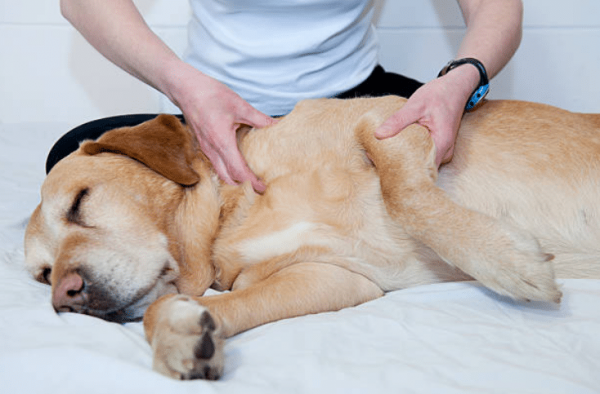 Un mélange efficace pour soulager les rhumatismes de votre chien
