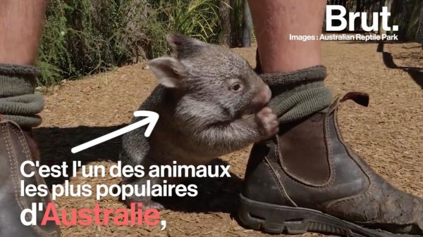 Le wombat, un des animaux les plus étranges au monde