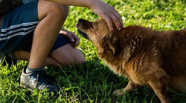 Vivre avec un chien réduirait les risques d'asthme et d'eczéma chez les enfants