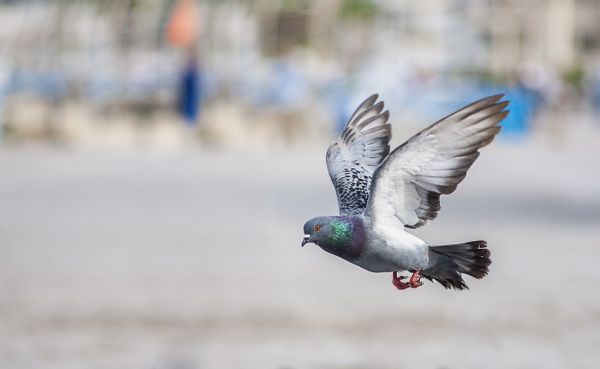 Comme les primates, les pigeons distinguent les concepts d’espace et de temps