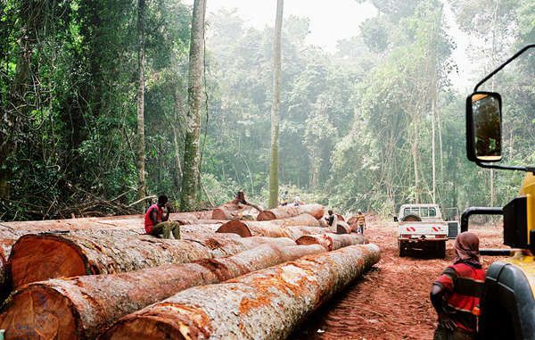 La France veut faire exploiter la forêt du Congo (Mediapart)