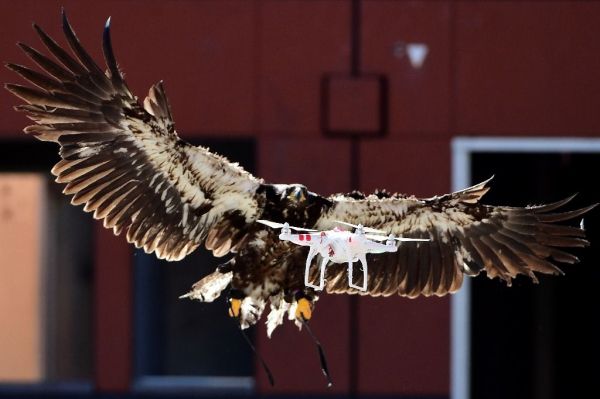 Aigles chasseurs de drone mis à la retraite