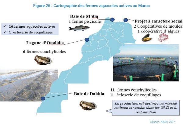 L'aquaculture marocaine en phase de décollage