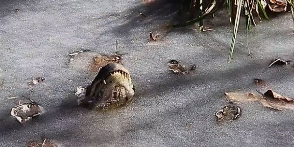 Les alligators ont leur truc pour survivre au gel (VIDEO)