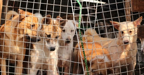 Corée du Sud : Un éleveur de viande de chien accepte d'arrêter son activité