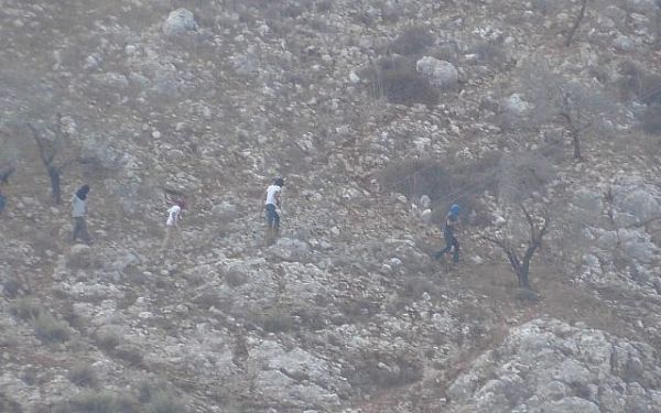 Des Israéliens détruisent une centaine d’oliviers palestiniens