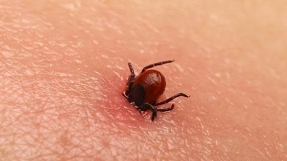 Maladie de Lyme : des malades attaquent les autorités de santé
