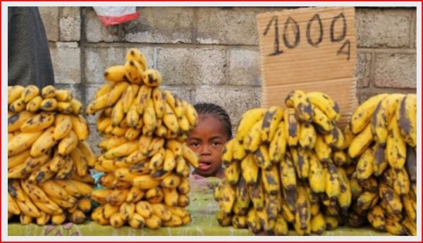 Opinion : Les agriculteurs africains empêchés d'utiliser des bananiers GM sauveurs de vies par des activistes européens