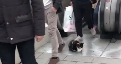 Un chat crée un embouteillage devant un escalator