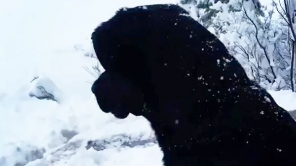 Un chien qui disparaît dans la neige