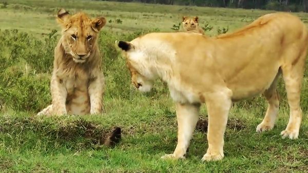 De jeunes lions veulent jouer avec une mangouste
