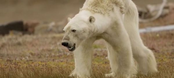 La disparition de l'ours polaire, le coup de gueule du naturaliste Renaud Desgrées du Loû