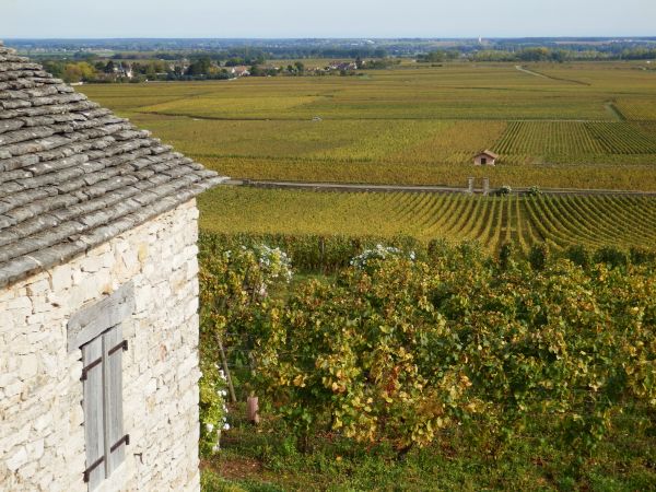 [Grands Jours de Bourgogne] Le Montrachet et sa cour