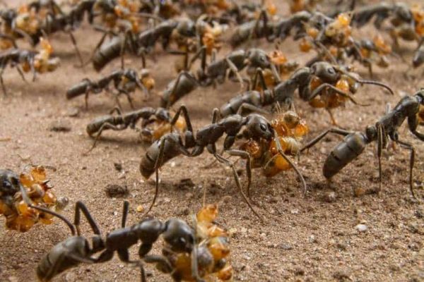 Les fourmis, de véritables guerrières organisées comme une armée