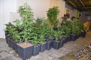 Justice - 101 plants de cannabis saisis en Haute-Loire : prison ferme pour le trentenaire