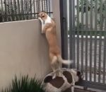 Un chien regarde chez le voisin en grimpant sur le dos de son pote