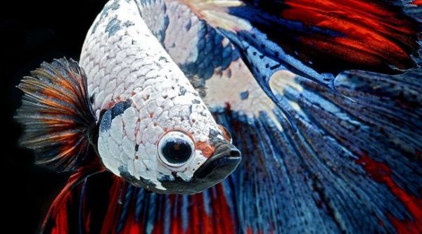 Etats-Unis: Elle achète un poisson combattant mourant et lui sauve la vie
