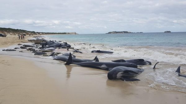 Australie : plus de 100 baleines s'échouent sur une plage de la côte ouest