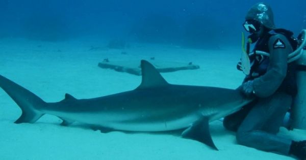 Une femme s'est liée d'amitié avec un requin qu'elle a sauvé en 2013, et qui ne l'a jamais oubliée