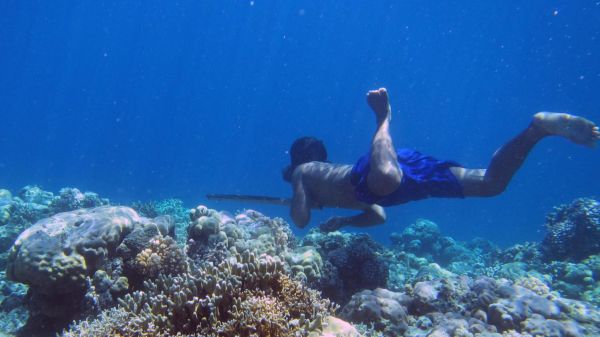 Après une modification génétique, la rate d'un peuple indonésien lui permet de rester jusqu'à 13 minutes sous l'eau