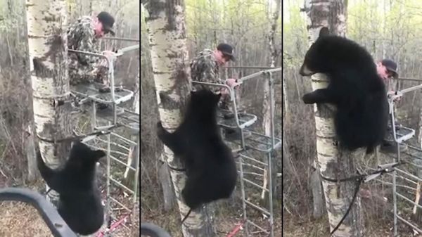 Un ours grimpe dans un arbre et fait connaissance avec un chasseur
