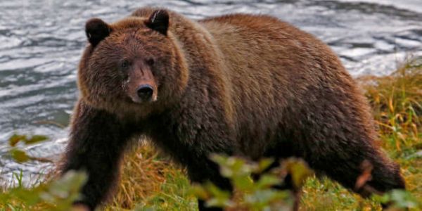 Etats-Unis : le bacon et les donuts bientôt réautorisés pour chasser l'ours en Alaska