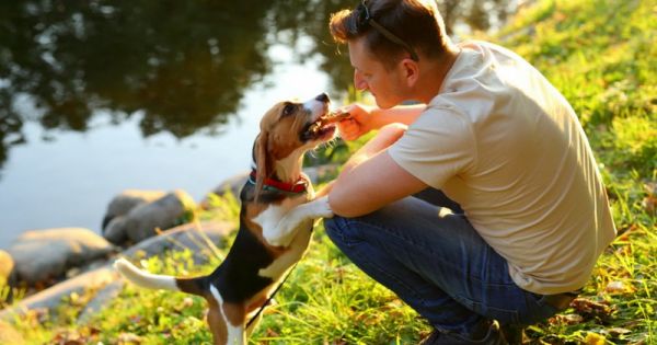 5 petites attentions qui feront plaisir à votre chien