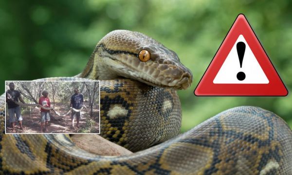 Voh : la vidéo d'un gigantesque serpent créé l'effroi