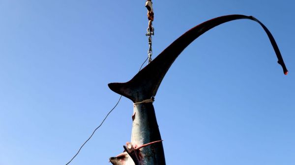 France: au moins 450 requins retrouvés morts piégés dans un filet sur les côtes bretonnes