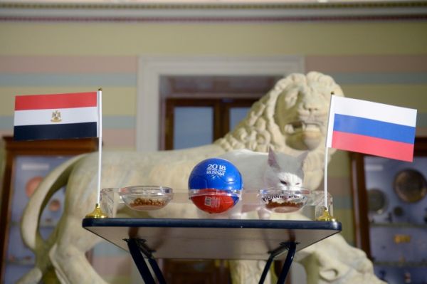 Mondial-2018:  Achille le chat mise encore sur la Russie contre l'Egypte