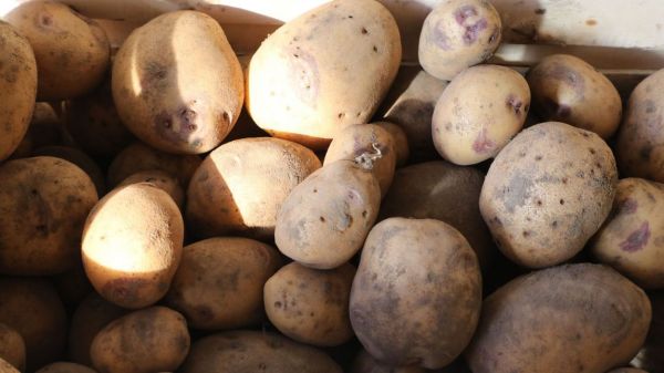 Villers-le-Bouillet: des pommes de terre gratuites en distribution