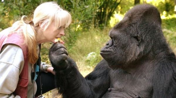 VIDÉO - "Elle nous manquera profondément" : Koko, la gorille qui parlait le langage des signes, est décédée à 46 ans