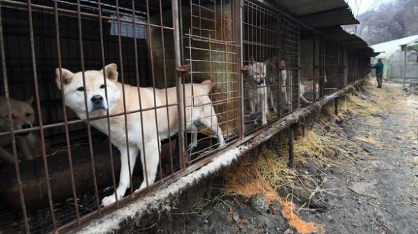 Corée du Sud : tuer les chiens pour leur viande, une pratique bientôt interdite ?