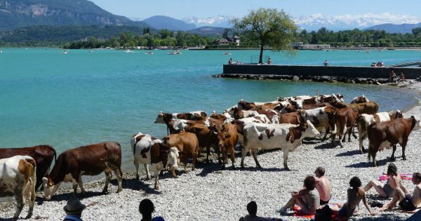 Savoie : échappées, les vaches vont à la plage