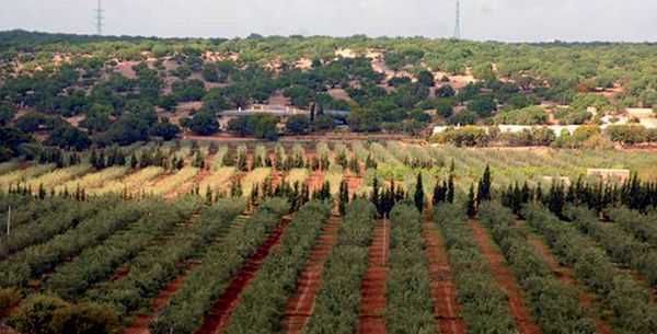 Province d'Essaouira : Une délégation d'experts égyptiens s'informe des potentialités agricoles