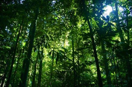Une forêt tropicale découverte en Afrique grâce à Google Earth