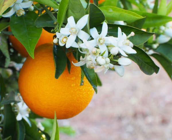 Cécité : les oranges réduisent le risque de devenir aveugle