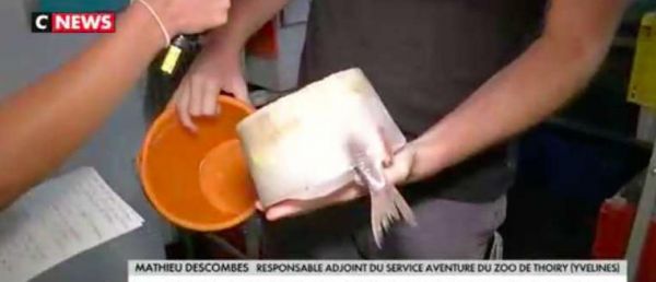 Canicule - Des glaces à la viande, des sorbets aux poissons ... Les soigneurs du Zoo de Thoiry réservent aux animaux un traitement spécial!- VIDEO